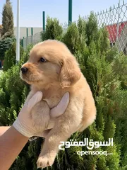  1 جولدن ريتريفر ذكور واناث