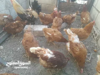  1 دجاج هندي  بياض