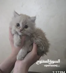  2 قطة انثى بيرشن للبيع