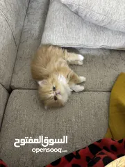  1 For reservation persian/falt face pure kittens. للحجز كتنز بيرشن بيكي فيس