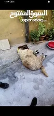  4 كل عام وانتم بخير لحام متنقل لذبح جميع انواع الأضاحي_ونذور للتواصل