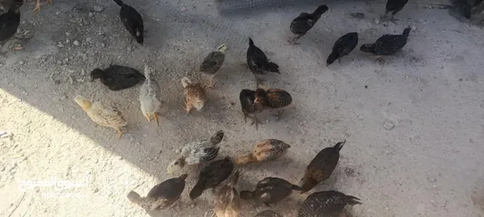  1 صيصان بلدي للبيع