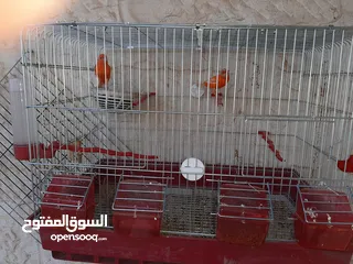  7 3جواز كنارات للبيع جواهز