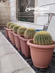  1 نبات الكره الذهبيه او ساده حماتي