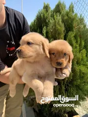  9 جولدن ريتريفر Golden retriever