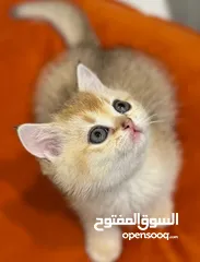  3 قطط للبيع عمره شهرين نوعين مختلفين سعر كل واحد واحد 130