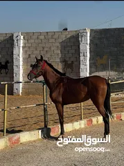  3 حصان عربي بدون ورق العمر 3سنين ونص لارتفاع وسط خيل
