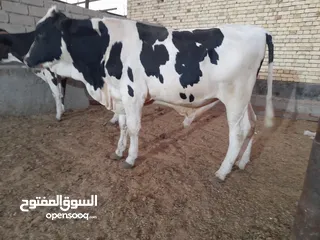  2 عجل استرالي للبيع ب3 ملايين وربع