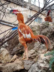  11 متاح بيض باكستاني خط اول..