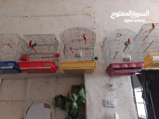 3 عصفير اللبيع
