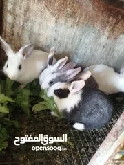  3 متوفر لزبائنها الكرام / زغاليل بلدي للاكل/ حمام فرنسي للذبح / ارانب نخب اول التفاصيل بالوصف
