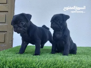  6 للبيع جراو بق pug