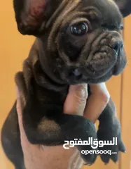  3 French bull dog female puppy