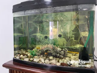  2 SALE SALE SALE Aquarium with fishes  at a REASONABLE PRICE