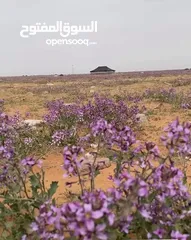  3 مطلوب دور ارضي مع حديقه لإيجار