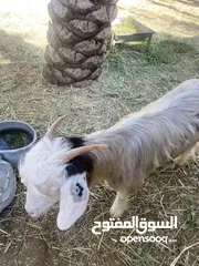  4 اغنام رحبيه