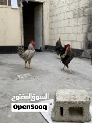  9 دجاج وديوك للبيع