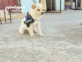  1 كلبه زينه للبيع بسعر جيد جدا لعوبه وعمرها 4 شهور