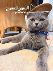  3 قط Scottish Fold للبيع بسعر مميز