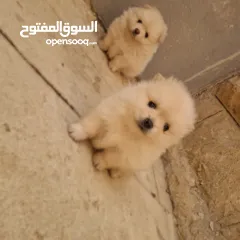  1 بوميريان للبيع