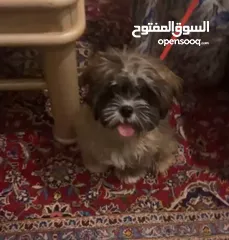  5 Puppy for sale price is negotiable