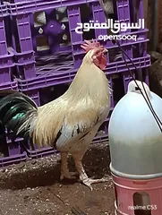  18 ديك كبير جدا بالصوره عمر سنتين للبيع يوجد ديك  بعمر الثمانيه اشهر العدد 2 في سعر 8