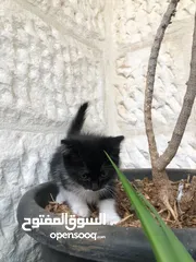  3 خمس قطط  شيرازي حديث الولاده البيع كلهم مع بعض