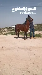  4 حصان للبيع او البدل