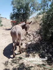  1 جحش كفاله من كل شي