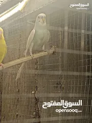  4 عصافير حب للبيع او بدل