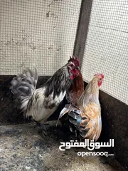  7 فرصه للبيع مجموعة طيور ب اسعار مميزه  شاهد الوصف