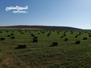  2 برسيم حجازي