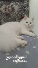  2 قطة شيرازي انثى للبيع عمرها 6 شهور