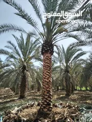  4 أشجار نخيل للبيع