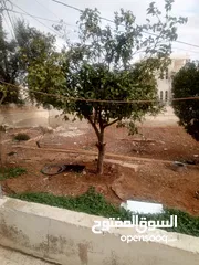  5 مسجد الرحمان