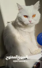  9 قطة شيرازي بيضاء للتبني