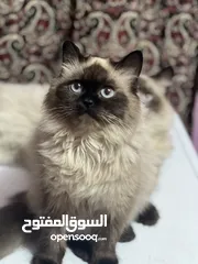  6 قطط هملايا مزاويح نثيه وفحل مع افرخ