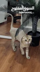  3 قطط سكوتش فولد  Scottish fold