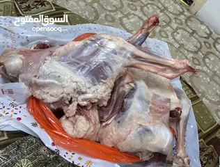  3 شوي خارجي المجمعه وسدير وجلاجل التمير الارطاويه الزلفي الغاط الداهنه شقرا ابو محمد
