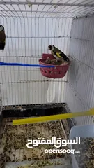  2 جوز حسون بلدي معهم فرخ للبيع او للبدل ع طيور