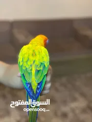  10 ببغاء صن كنيور عباره عن لعبه  تفاصيل عبر الرقم