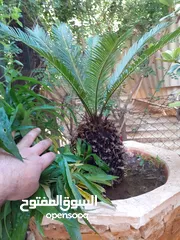  3 نخل ملوكي مع القواوير اربد