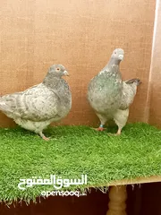  2 زوج تكسن قوي جدا