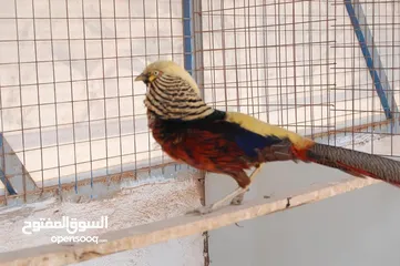  26 ضيوفنا الكرام  عيشو التجربه عنا بمزرعة وشاليه النور  مكان هادي وخصوصيه عائليه ومناظر طبيعية إلك وللأ