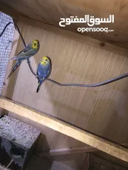  2 طيور حب رينبو