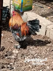  2 ديوك براهمي عدد 3 اول شغل