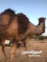  3 ناقه ثنيه طيبه قصا باللحم شغل ضحيه