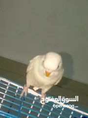  1 طيور حب للبيع جوز