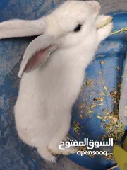  2 ارنب عمر 5 أشهر أليف جدا