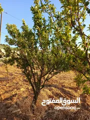  1 ارض للبيع في عجلون/ عنجرة منطقة أبو حاطوم مقابل مطحنة ابو نصير